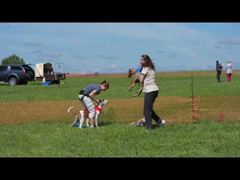 Видео: Монопородные чемпионаты РКФ по бегам борзых