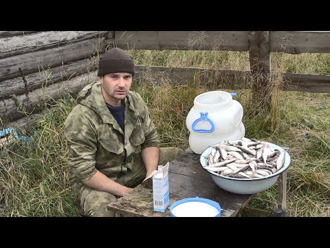 Видео: Так солят рыбу на севере. Засолка зельдя на зиму. Все очень просто!!!