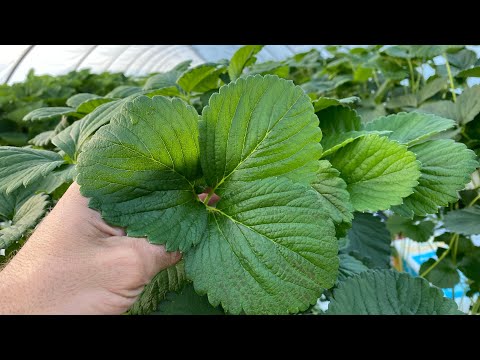 Видео: Целогодишни ягоди сорт Фламенко и ранни ягоди сорт Вибрант 60 дни след засаждане 01.06