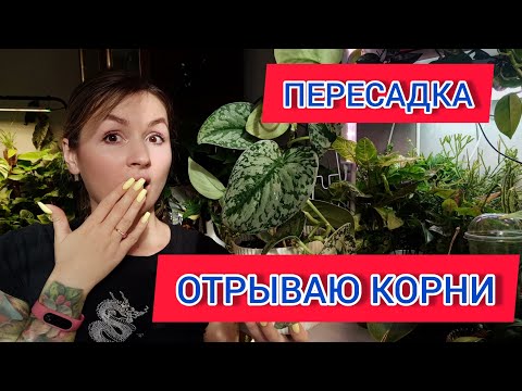 Видео: Пересадка сциндапсуса. Беспощадно обрываю корни. Не для слабонервных цветоводов))