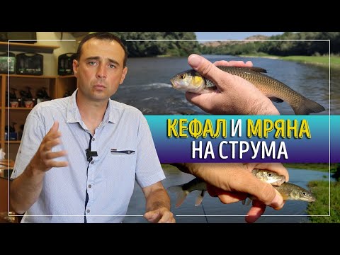 Видео: За кефали и мрени на Струма. Речен риболов