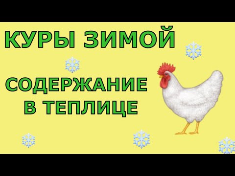 Видео: Куры Зимой: Содержание В Теплице