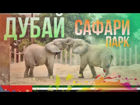 Видео: ДУБАЙ САФАРИ ПАРК 2025🇦🇪 ЛУЧШЕЕ МЕСТО В ДУБАЕ🔥