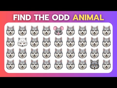 Видео: Найдите лишнее — издание «Животные» 😺🐺🦝 Лёгкий, средний, сложный, экспертный — 20 уровней