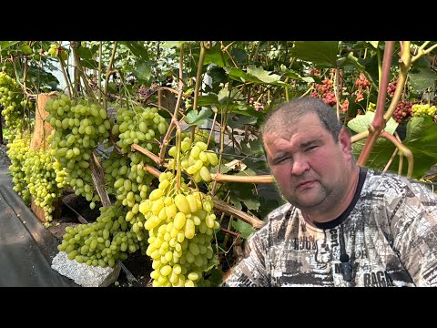 Видео: #24/10 Беларусь. В гостях на винограднике Александра Дубовского.Часть 2/3 Гомель.