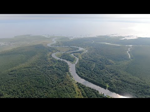 Видео: Устье реки Тихманьга, озеро Лача. Архангельская область. Съёмка с квадрокоптера