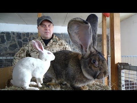 Видео: Идеальные кролики призёры для Челябинского клуба и коллег в Узбекистан