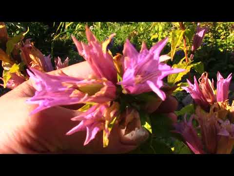 Видео: Моя коллекция горечавок.