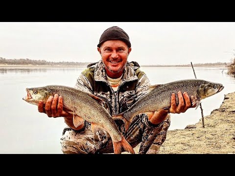 Видео: Рыбалка на Сырдарье в диких местах.