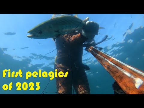 Видео: Първи пелагични риби за 2023