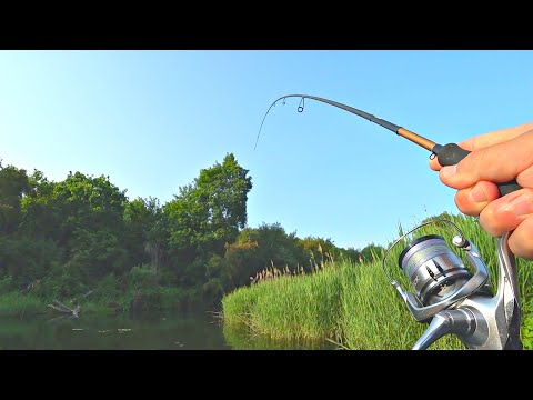 Видео: ВЗЯЛ ЕЕ НА РЫБАЛКУ И НАТАСКАЛ РАЗНОЙ РЫБЫ из заросшей микро речки. Рыбалка на спиннинг летом