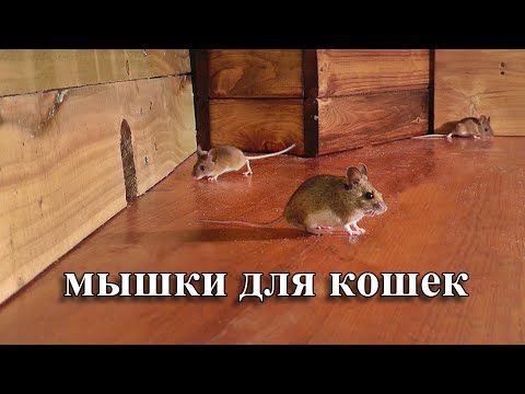 Видео: мышки для кошек 🐭 охотиться на мышей