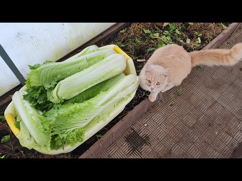 Видео: И пришёл ноябрь... снежный