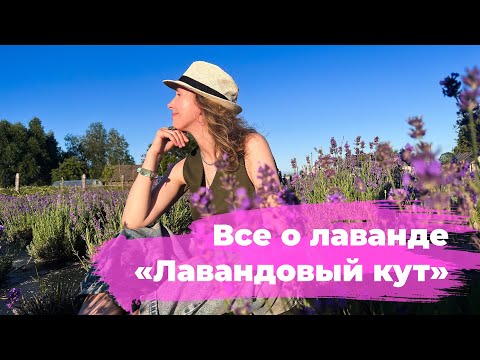 Видео: Все о лаванде. «Лавандовый кут»