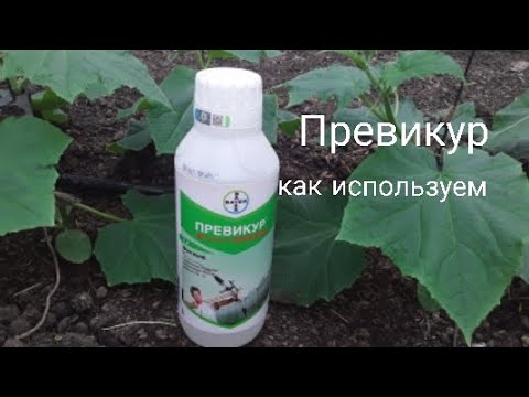 Видео: Превикур Энерджи. Как правильно использовать?! #Землядел #subscribe #Превикур #Выращивание