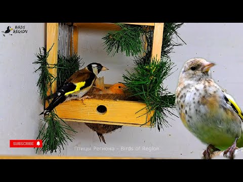 Видео: Щеглы и канарейки, гибрид канарейки и щегла. Отсаживаю гибрида
