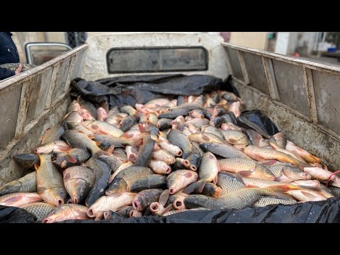 Видео: Как ЖАРЯТ РЫБУ Узбеки в Узбекистане!!!Новый рецепт!!!ДЫМКА!!!Узбекистан!!!🇺🇿