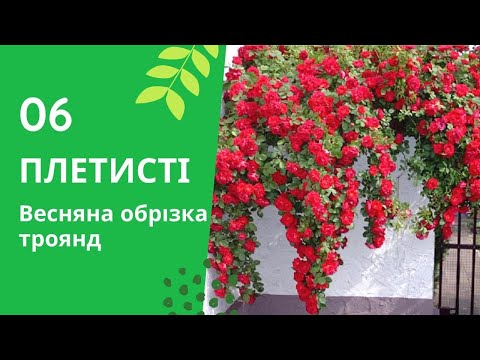 Видео: Весняна обрізка троянд. Плетисті