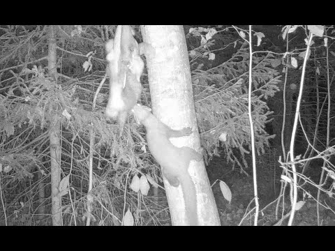 Видео: Промысловая охота на куницу! Проверка путика! Куница на фото ловушку...