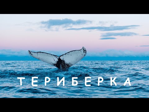 Видео: Стоит ли ехать в Териберку? То, что не покажут на экскурсии.