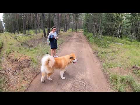 Видео: Селигер 2020 (Часть 2) Пешком по острову Хачин, деревни и внутренние озёра острова Хачин