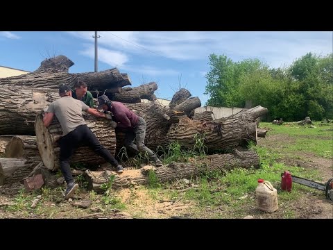 Видео: Through the blockage of poplar/Тополиный завал