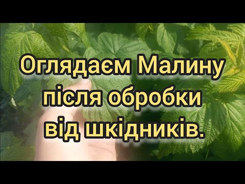 Видео: Один день після обробки від КЛІЩ та ТРИПСА по малині. Результат обробки.