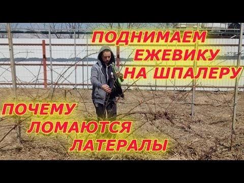 Видео: Почему ломаются латералы?  Поднимаю ежевику на шпалеру...