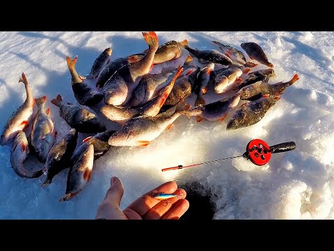 Видео: ЛЕСКА ТРЕЩИТ ОТ ЭТИХ ОКУНЕЙ. Редко бывает такая рыбалка!!! ОДИН НА ЛЬДУ — и вокруг никого!