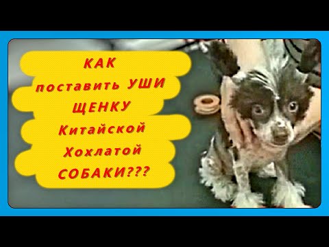 Видео: Ставим, Клеим Уши. Как Поставить Уши Щенку Китайской Хохлатой