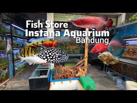 Видео: Один из самых полных магазинов декоративных рыб в Бандунге