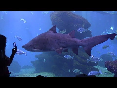 Видео: Palma Aquarium. Majorca || Аквариум в Пальма-де-Майорка