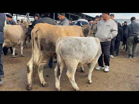 Видео: 8 ноября 2025 г АНДИЖОН ХУЖАОБОД МОЛ БОЗОРИ СИГИРЛАР БУГОЗЛАР НАРХЛАРИ ANDIJON XÒJAOBOD MOL BOZORI