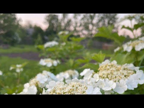 Видео: ЛЕТО В ДЕРЕВНЕ/ ОКУЧИЛ КАРТОФЕЛЬ В САДУ