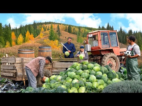 Видео: Осенний Сбор Урожая Капусты и Традиционное Зимнее Соление