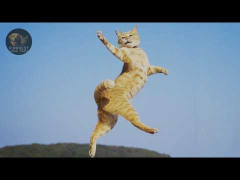 Видео: Попробуйте не засмеяться 😸😺 Смешные коты - Подборка забавных животных видео 2025 часть № 10