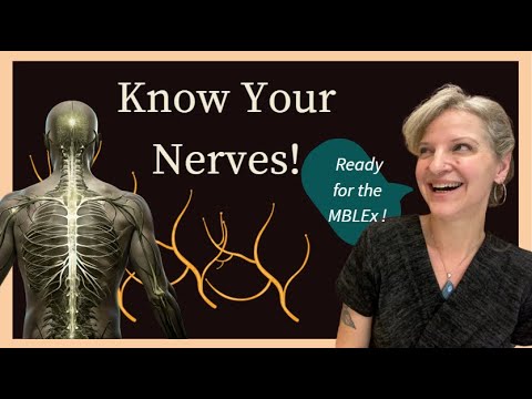 Видео: Обзор нервов