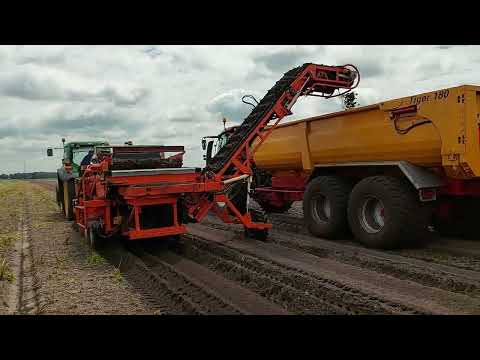 Видео: выкопка луковиц шафрана