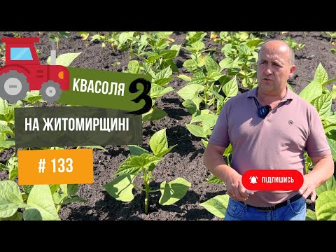 Видео: #133 Фасоль чи квасоля 🫘 на Житомирщині.Фермерський посів 🔥. Як спрацювали гербіциди  🚜 Частина 3.