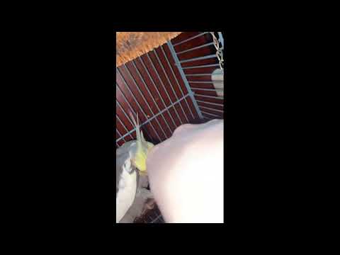 Видео: Зеша шалит, а Кеша хочет, чтобы его погладили)#смешныепопугаиговорящие #корелла #cockatiel #попугай