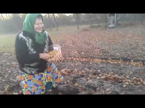 Видео: Третікал зійшов Вирішили ще посадити цибулі більше.Сходили по гриби 🍄‍🟫.