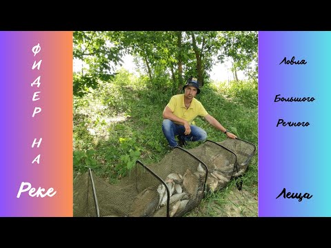 Видео: Эти лещи проверяют прочность удилища. Речные кракены. Фидер на реке.