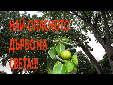 Видео: НАЙ-ОПАСНОТО ДЪРВО THE MOST DANGEROUS TREE Hippomane mancinella #nature #forageharvest #caribbean