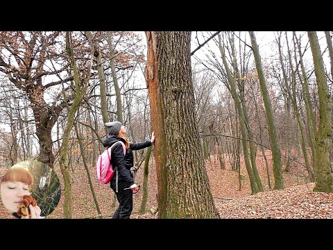 Видео: ДЕРЕВОРАЗРУШАЮЩИЕ ГРИБЫ . Шляпочные грибы. Часть 1