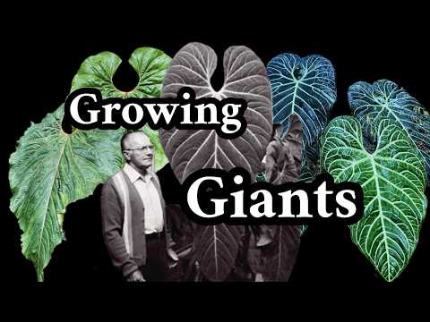 Видео: Выращивание антуриумов TITAN, которые достигают огромных размеров в природе