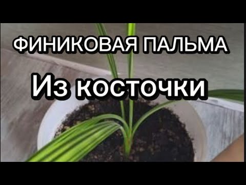 Видео: #vlog ✅❤️Как вырастить финиковую пальму из косточки‼️#посадкаиуход а