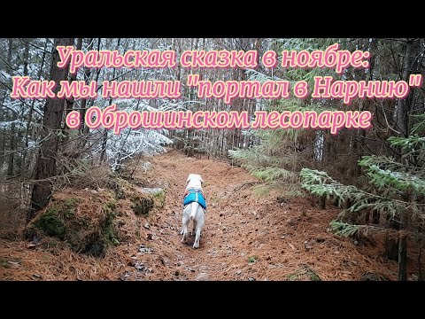 Видео: Уральская сказка в ноябре: Как мы нашли "портал в Нарнию" в Оброшинском лесопарке