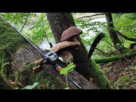 Видео: Рыбалка 2020 на реке Западная Березина. Река изменила русло и размыла берег. Джерк выручает и грибы