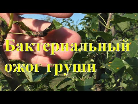 Видео: Как вылечить бактериальный ожог груши?