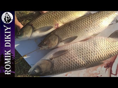 Видео: Рыбалка на амура на реке Или. Результативно и быстро.